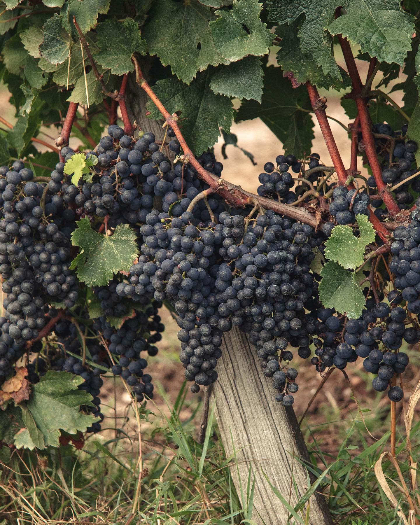 Rustic Vines,Bordeaux,33000,Nouvelle-Aquitaine,France