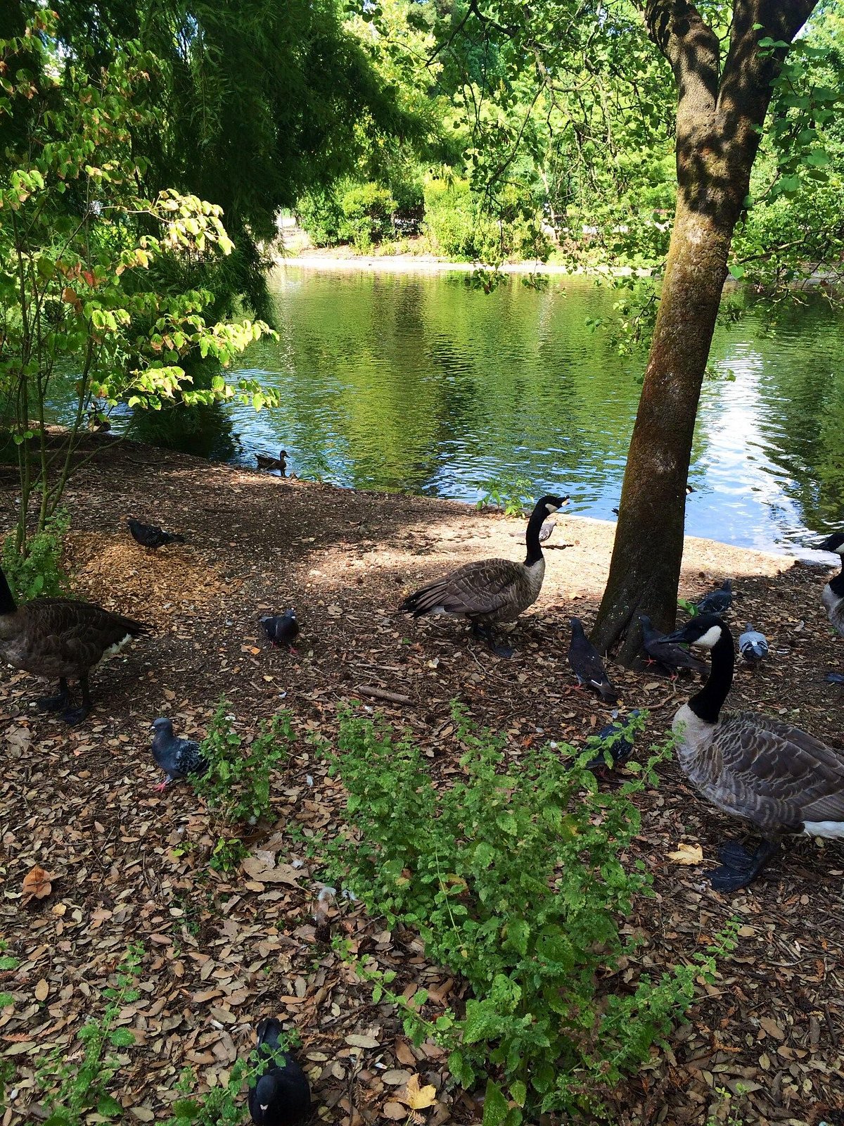 Jardin Public Bordeaux,Bordeaux,33000,Nouvelle-Aquitaine,France