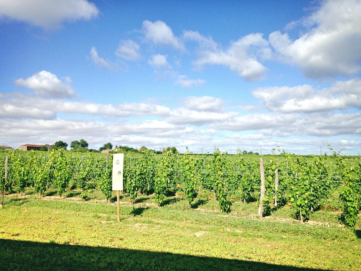 Les Vignerons de Tutiac,Val-de-Livenne,33860,Nouvelle-Aquitaine,France