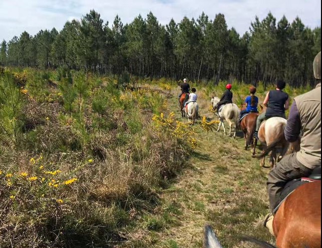 Structure équestre à Hostens situé dans le Sud de la Gironde,Hostens,33125,Nouvelle-Aquitaine,France