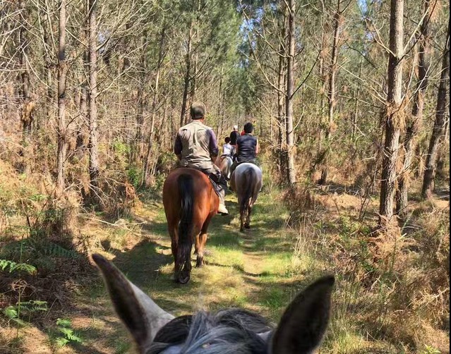 Structure équestre à Hostens situé dans le Sud de la Gironde,Hostens,33125,Nouvelle-Aquitaine,France