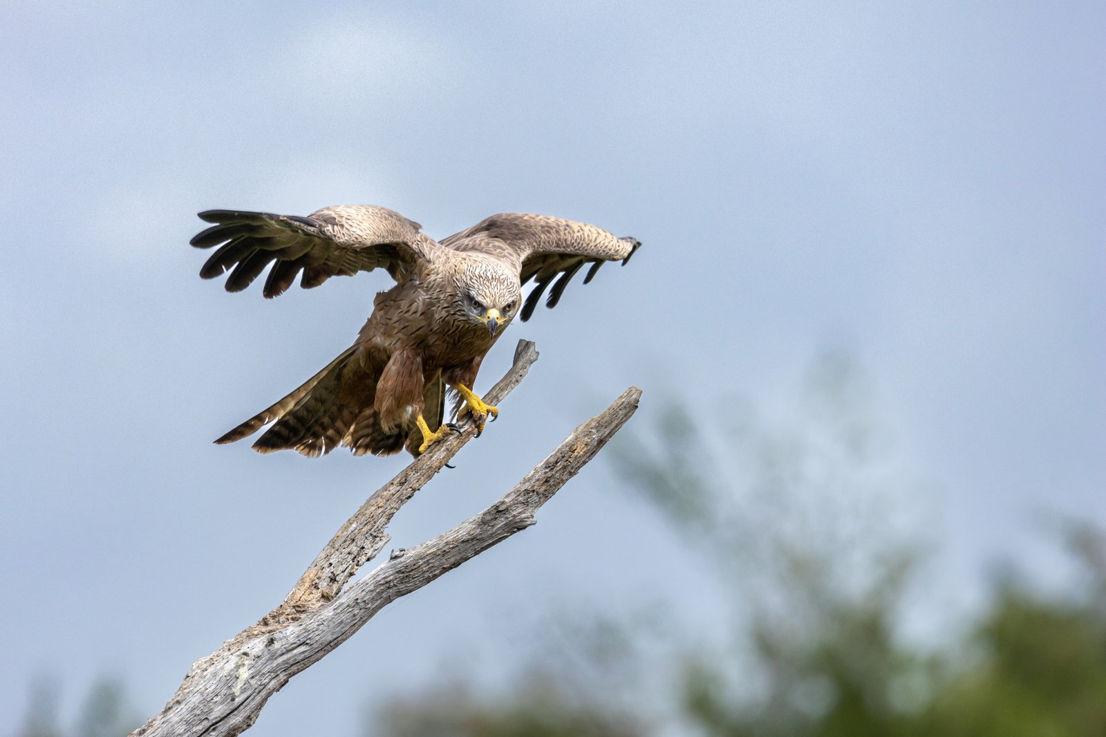 le Parc Ornithologique du Teich,Le Teich,33470,Nouvelle-Aquitaine,France