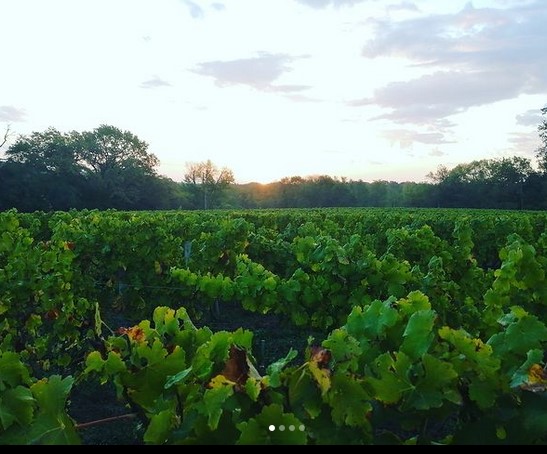 Vin Sauternes Haut-Claverie,Fargues,33210,Nouvelle-Aquitaine,France