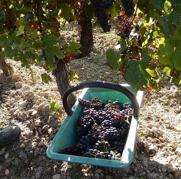 Vin Sauternes Haut-Claverie,Fargues,33210,Nouvelle-Aquitaine,France