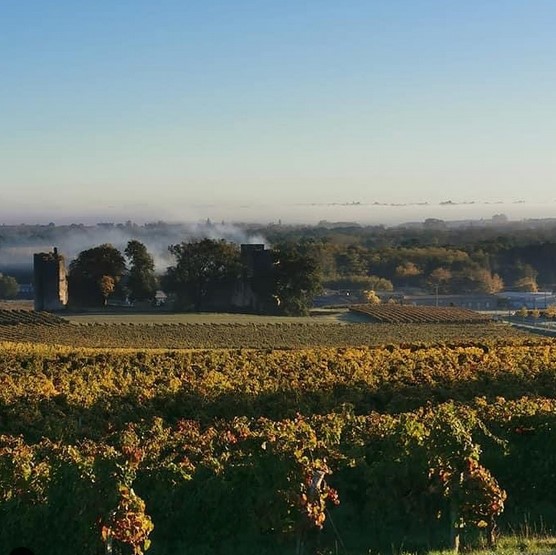 Vin Sauternes Haut-Claverie,Fargues,33210,Nouvelle-Aquitaine,France