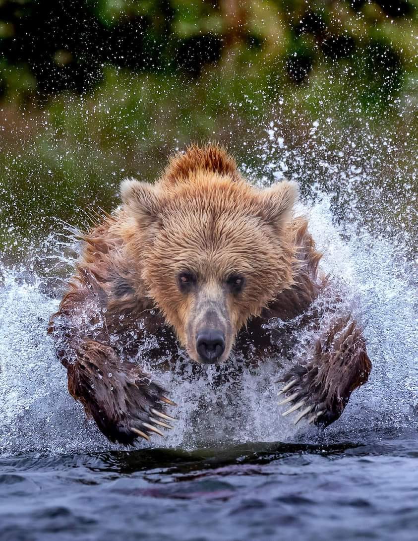L'Antre de l'Ours,Bazas,33430,Nouvelle-Aquitaine,France